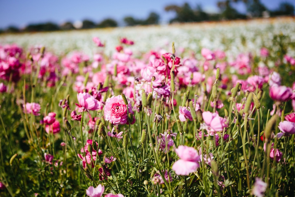 Field to Vase-Jodee Debes Photography-03